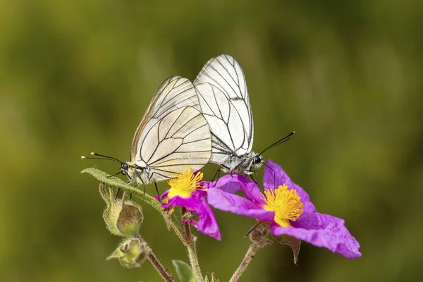 Mariposa Naturaleza Fauna Flora Fondo — Foto de Stock