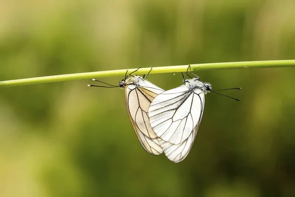 Motyl Tle Natura Fauna Flora — Zdjęcie stockowe