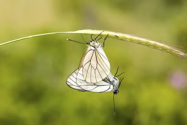 Motyl Tle Natura Fauna Flora — Zdjęcie stockowe