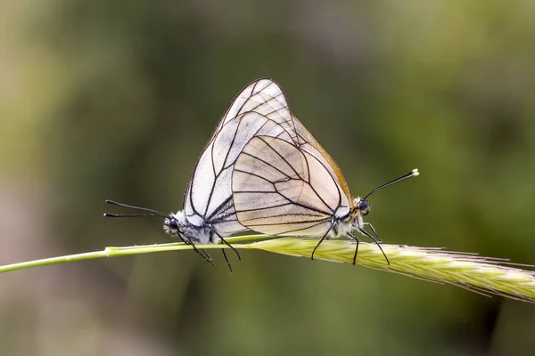 Πεταλούδα Στο Παρασκήνιο Της Φύσης Της Χλωρίδας Και Της Πανίδας — Φωτογραφία Αρχείου