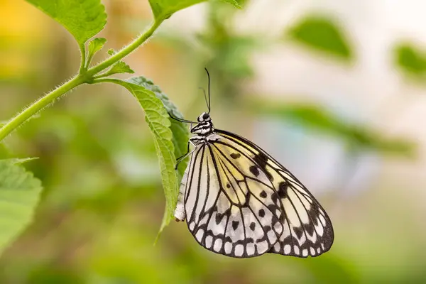 蝴蝶在自然 动物区系和植物群背景 — 图库照片