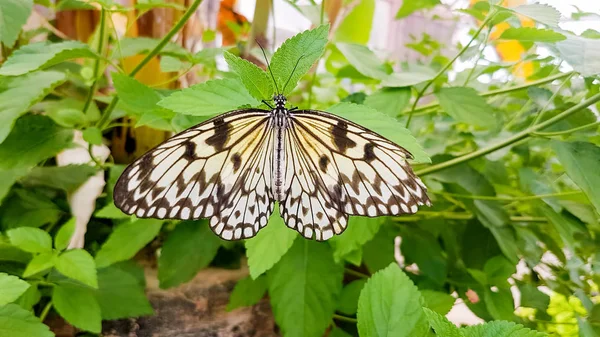 Doğa Fauna Flora Arka Planda Kelebek — Stok fotoğraf