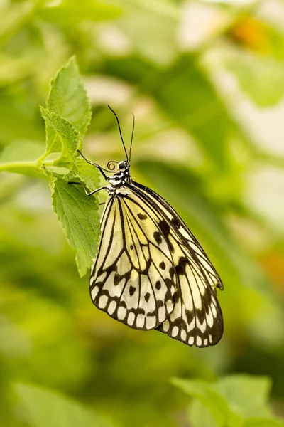 蝴蝶在自然 动物区系和植物群背景 — 图库照片