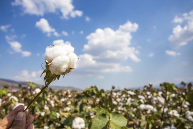 Pamuk alan tarım, taze doğal yaşam