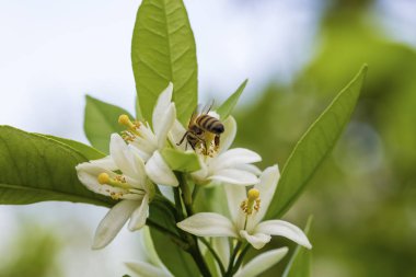 Taze portakal ağacı çiçeği, narenciye meyve çiçek