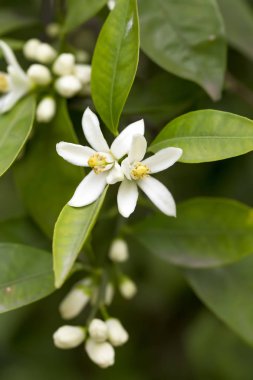 Taze portakal ağacı çiçeği, narenciye meyve çiçek