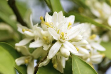 Taze portakal ağacı çiçeği, narenciye meyve çiçek