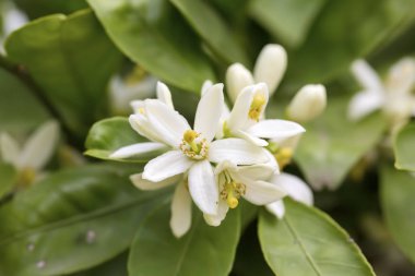 Taze portakal ağacı çiçeği, narenciye meyve çiçek