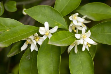 Taze portakal ağacı çiçeği, narenciye meyve çiçek
