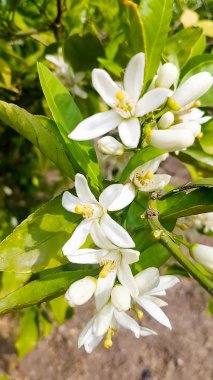 Taze portakal ağacı çiçeği, narenciye meyve çiçek