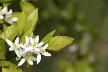 Taze portakal ağacı çiçeği, narenciye meyve çiçek