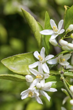 Taze portakal ağacı çiçeği, narenciye meyve çiçek