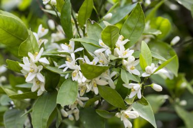 Taze portakal ağacı çiçeği, narenciye meyve çiçek