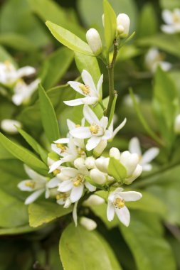 Taze portakal ağacı çiçeği, narenciye meyve çiçek