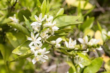 Taze portakal ağacı çiçeği, narenciye meyve çiçek