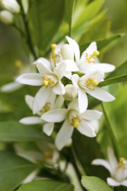 Taze portakal ağacı çiçeği, narenciye meyve çiçek