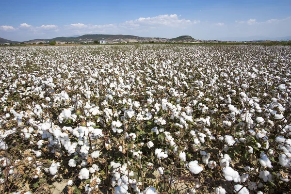 Cotton field agriculture, fresh organic naturel life