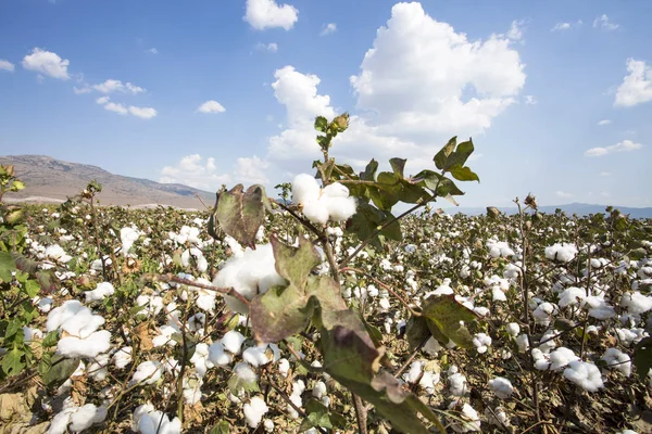 Campo de algodón agricultura, la vida natural fresca — Foto de Stock