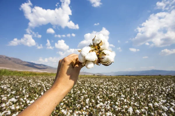 Agricultura de campo de algodão, a vida natural fresca — Fotografia de Stock