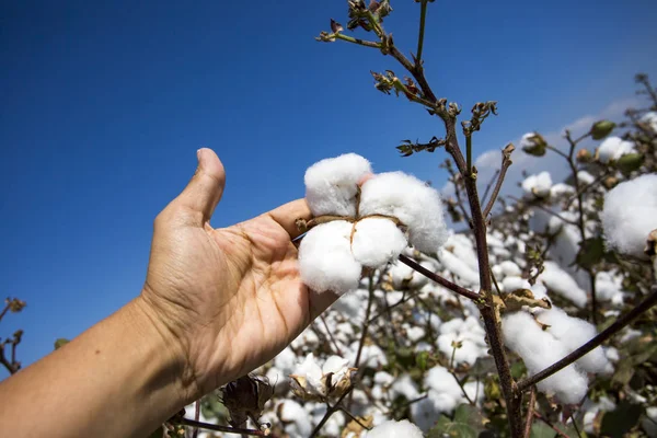 Pamuk alan tarım, taze organik doğal yaşam