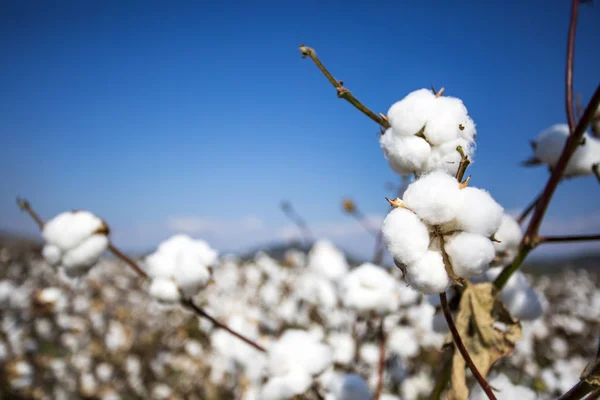 Bomull Fält Jordbruk Färska Ekologiska Naturel Liv — Stockfoto