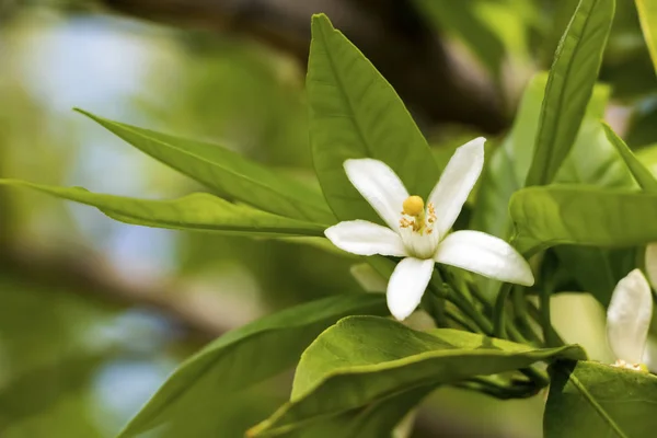 Fresh orange tree blossom, citrus fruit flower