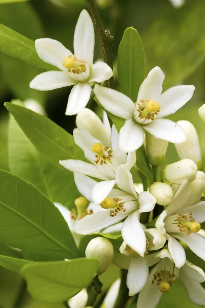 Fresh orange tree blossom, citrus fruit flower