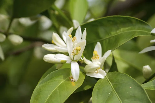 Fresh orange tree blossom, citrus fruit flower