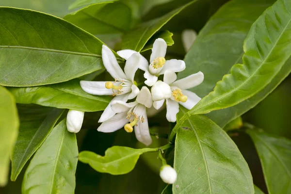 Fresh orange tree blossom, citrus fruit flower