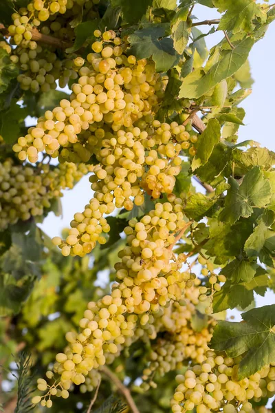 Vinhas Uvas Agricultura Turquia Izmir Vinhedos — Fotografia de Stock