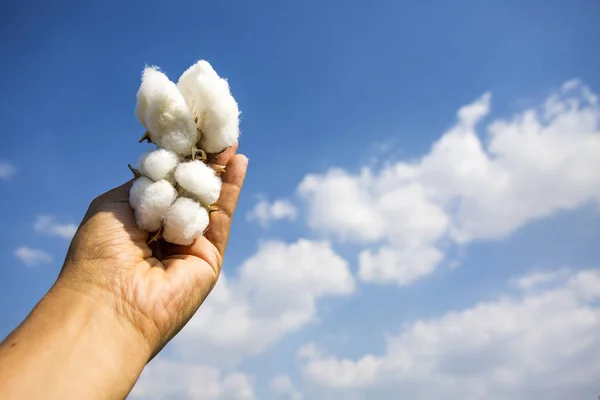 Cotton field agriculture, the fresh natural life Stock Picture