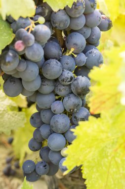 Üzüm bağları, tarım (Türkiye İzmir üzüm bağları)