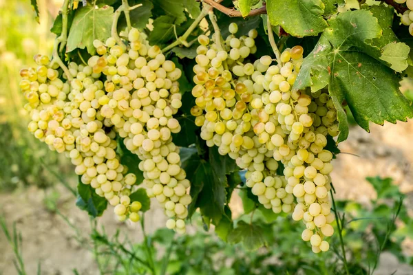 Druiven Wijngaard Landbouw Turkije Izmir Wijngaarden — Stockfoto