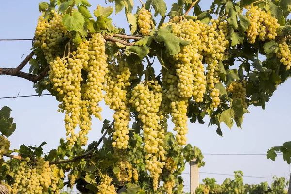 Der Weinberg Die Landwirtschaft Weinberge Der Türkei Izmir — Stockfoto