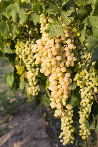 Grapes Vineyard Agriculture Turkey Izmir Vineyards — Stock Photo, Image