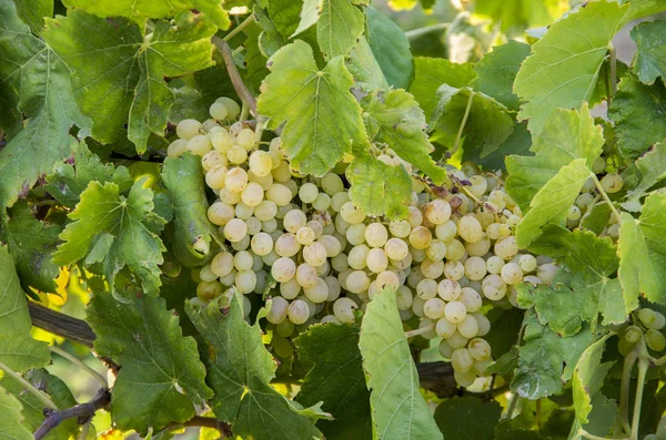 Hroznové Vinice Zemědělství Turecko Izmir Vinice — Stock fotografie