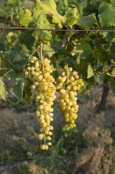 Der Weinberg Die Landwirtschaft Weinberge Der Türkei Izmir — Stockfoto