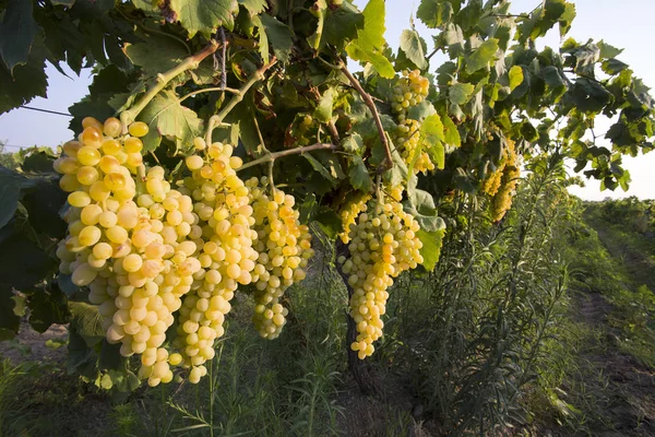 Der Weinberg Die Landwirtschaft Weinberge Der Türkei Izmir — Stockfoto