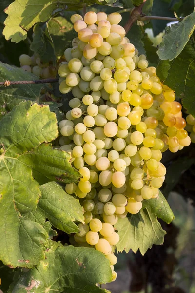 Der Weinberg Die Landwirtschaft Weinberge Der Türkei Izmir — Stockfoto