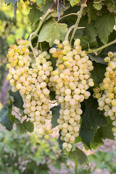 Druiven Wijngaard Landbouw Turkije Izmir Wijngaarden — Stockfoto