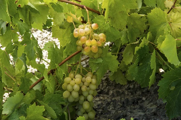 Viñedo Uvas Agricultura Turquía Viñedos Izmir —  Fotos de Stock