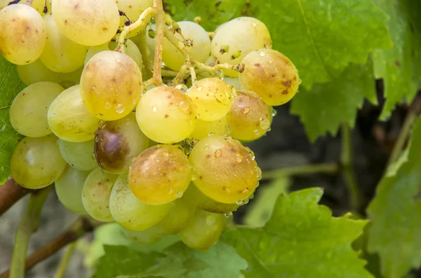 Hroznové Vinice Zemědělství Turecko Izmir Vinice — Stock fotografie