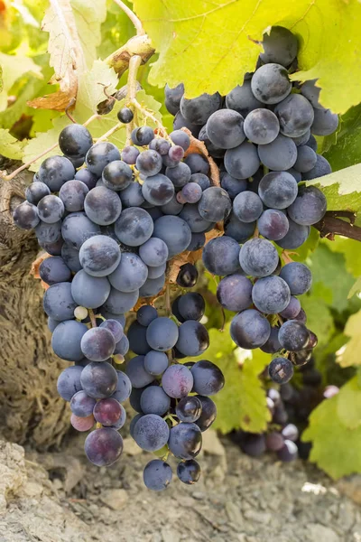 Viñedo Uvas Agricultura Turquía Viñedos Izmir — Foto de Stock