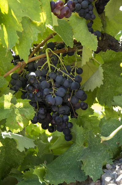 Viñedo Uvas Agricultura Turquía Viñedos Izmir — Foto de Stock