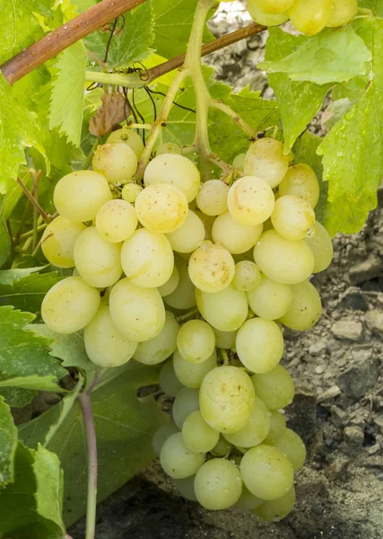 Druiven Wijngaard Landbouw Turkije Izmir Wijngaarden — Stockfoto