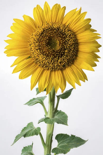 Sunflower on the white background