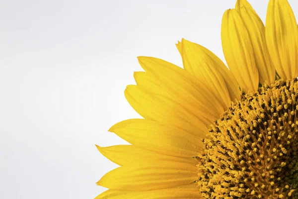 Sunflower on the white background