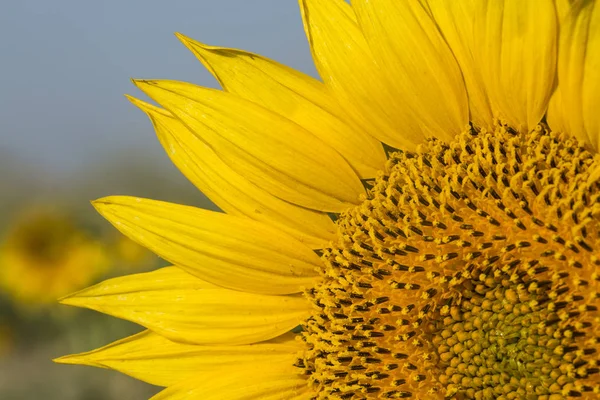 Sunflower field agriculture. Yellow flowers field nature.