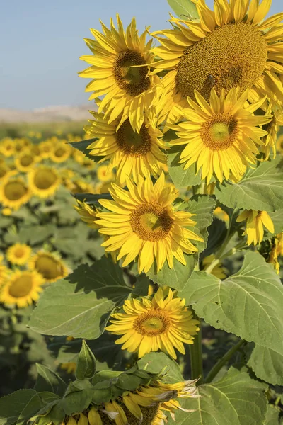 Agricultura Campo Girasol Flores Amarillas Campo Naturaleza — Foto de Stock