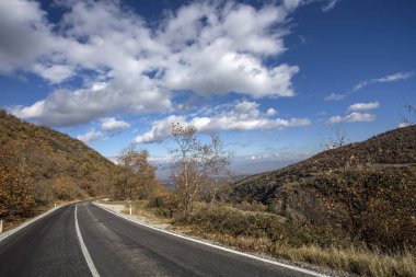 Ormanda, gökyüzüne uzanan ağacı dalları